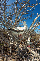 Red-footed booby (Sula sula), two perched in tree. Genovesa Island, Galapagos.