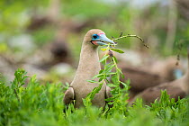 Red-footed booby (Sula sula) with nesting material in beak. Genovesa Island, Galapagos.