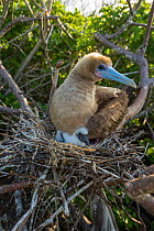Red-footed booby (Sula sula), adult on nest brooding chick. Genovesa Island, Galapagos.