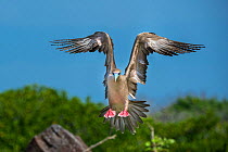 Red-footed booby (Sula sula) landing. Genovesa Island, Galapagos.
