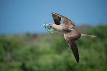 Red-footed booby (Sula sula) in flight with nesting material in beak. Genovesa Island, Galapagos.