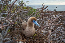 Red-footed booby (Sula sula) on nest amongst branches, incubating egg. Genovesa Island, Galapagos.