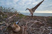 Red-footed booby (Sula sula), pair at nest in tree overlooking coast. Bird on nest whilst other is landing with nest material. Genovesa Island, Galapagos.