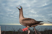 Red-footed booby (Sula sula), perched with ocean in background. Genovesa Island, Galapagos.