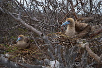 Red-footed booby (Sula sula), two sitting on nests in tree. Genovesa Island, Galapagos.