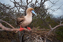 Red-footed booby (Sula sula), perched in tree with nest behind. Genovesa Island, Galapagos.