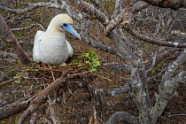 Red-footed booby (Sula sula), incubating eggs on nest in tree. Genovesa Island, Galapagos.