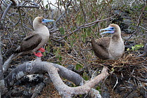 Red-footed booby (Sula sula), two in tree. One sitting on nest. Genovesa Island, Galapagos.