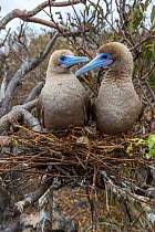 Red-footed booby (Sula sula), pair looking at one another on nest in tree. Egg is nest. Genovesa Island, Galapagos.