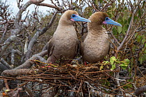 Red-footed booby (Sula sula), pair looking in same direction on nest with egg. Genovesa Island, Galapagos.