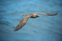 Red-footed booby (Sula sula) in flight over sea. Passage between Santiago Island and Wolf Volcano, Isabela Island, Galapagos.