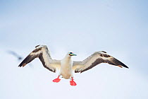 Red-footed booby (Sula sula) in flight with wings outstretched. Genovesa Island, Galapagos.