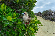 Red-footed booby (Sula sula) perched in tree. Genovesa Island, Galapagos.