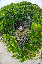 Red-footed booby (Sula sula) on nest in tree. Genovesa Island, Galapagos.