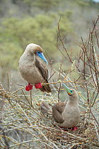 Red-footed booby (Sula sula), two looking at one another at nest site. Gardner Islet, Floreana Island, Galapagos.