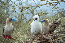 Red-footed booby (Sula sula), adults and chick at nest. Gardner Islet, Floreana Island, Galapagos.
