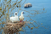 Red-footed booby (Sula sula), adult and chick on nest in tree overlooking sea. Gardner Islet, Floreana Island, Galapagos.