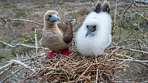 Red-footed booby (Sula sula), adult and chick at nest .Gardner Islet, Floreana Island, Galapagos.