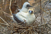 Red-footed booby (Sula sula), adult and chick at nest. Gardner Islet, Floreana Island, Galapagos.