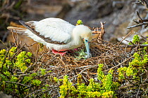 Red-footed booby (Sula sula) at nest with egg. Punta Pitt, San Cristobal Island, Galapagos.