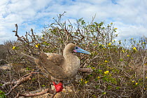 Red-footed booby (Sula sula) perched in bush, Genovesa Island, Galapagos.