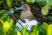 Red-footed booby (Sula sula), adult and chick at nest. Genovesa Island, Galapagos.