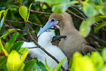 Red-footed booby (Sula sula), adult and chick at nest. Genovesa Island, Galapagos.