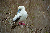 Red-footed booby (Sula sula) preening whilst perched in tree. Wolf (Wenman) Island, Galapagos.
