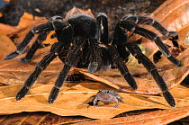 Peruvian Tarantula (Pamphobeteus sp.) adult, walking over Humming Frog (Chiasmocleis royi) without preying on it. Los Amigos Biological Station, Madre de Dios, Amazonia, Peru. These species have a com...