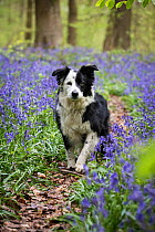 Black and white Border Collie amongst bluebells, in beech woods, Micheldever Woods, Hampshire, UK
