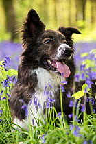 Collie crossbreed rescue dog in bluebells in beech woodland, Micheldever Woods, Hampshire, UK