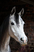 Dapple grey Arab horse portrait, Wiltshire, UK