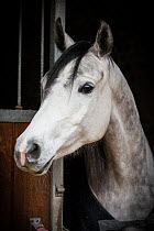 Dapple grey Arab horse in stable, Wiltshire, UK