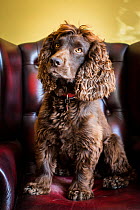 Chocolate working cocker spaniel in Chesterfield armchair, Winchester, Hampshire, UK