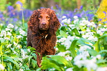 Working cocker spaniel amongst ramsons and bluebells, in ancient woodland. Gopher Wood SSSI, Marlborugh Downs, Wiltshire, UK