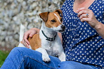 Jack Russell terrier on lap of owner, rescue dog, Wiltshire, UK