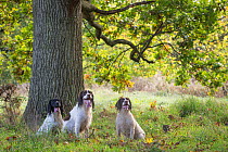 Three working springer spaniels under oak tree, Somerset, UK