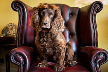 Chocolate working cocker spaniel in Chesterfiel arm chair. Winchester, Hampshire, UK