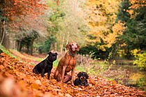 Wirehaired daschund, Staffordshire bull terrier and Hungarian viszla in autumn colours, Wiltshire, UK