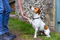 Jack Russell terrier shaking paws with owner, rescue dog, Wiltshire, UK