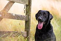 Black Labrador retriever at gate. Wiltshire, UK