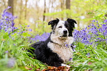 Black and white Border Collie lying amongst bluebells, in beech woodland, Micheldever Woods, Hampshire, UK