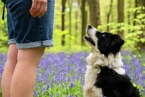 Black and white Border Collie looking at owner amongst bluebells, in beech woods, Micheldever Woods, Hampshire, UK