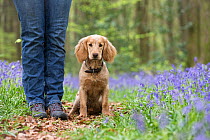 Golden working cocker spaniel puppy at owners feet, amongst bluebells in beech woodland. Micheldever Woods, Hampshire, UK