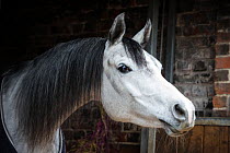 Dappled grey Arab horse in stable. Wiltshire, UK