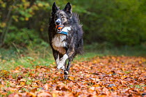 Collie crossbreed rescue dog running in beech woodland. Micheldever Woods, Hampshire, UK