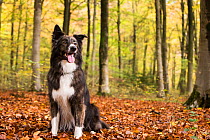 Collie crossbreed rescue dog in beech woodland. Micheldever Woods, Hampshire, UK