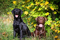 Two young Labrador retrievers, black (male) and chocolate (female), Somerset, UK