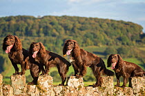 Four chocolate working cocker spaniels on wall. Mother and offspring. Monmouth, Monmouthshire, Wales
