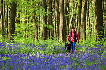 Collie crossbreed with owner in bluebells, in beech woodland. Micheldever Woods, Hampshire, UK